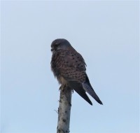 Nieuwe Driemanspolder